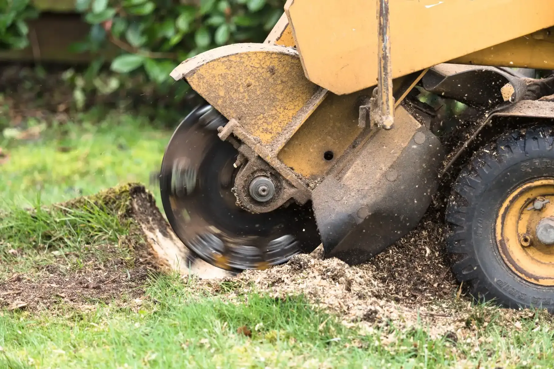 Austin Stump Removal: Enhancing Your Landscape